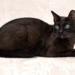 Миниатюра к