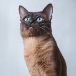 Миниатюра к