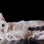 Миниатюра к