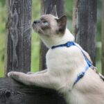 Миниатюра к