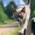 Миниатюра к