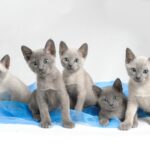 Миниатюра к