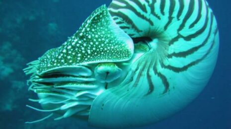 zagadochnye-nautilusy-45635a8.jpg