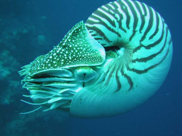 zagadochnye-nautilusy-45635a8.jpg