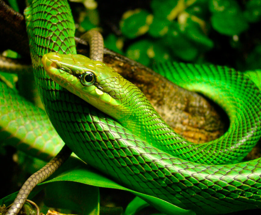 zelenaja-mamba-c378d0e.jpg