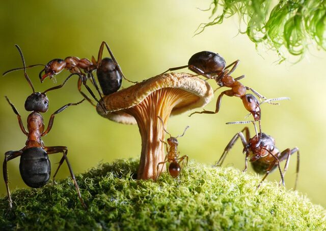 10 интересных фактов о жизни муравьиной колонии 10 интересных фактов о жизни муравьиной колонии