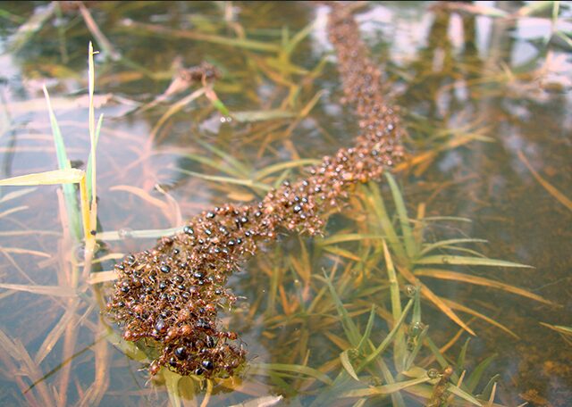 10 интересных фактов о жизни муравьиной колонии 10 интересных фактов о жизни муравьиной колонии