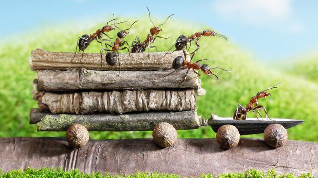 10 интересных фактов о жизни муравьиной колонии 10 интересных фактов о жизни муравьиной колонии