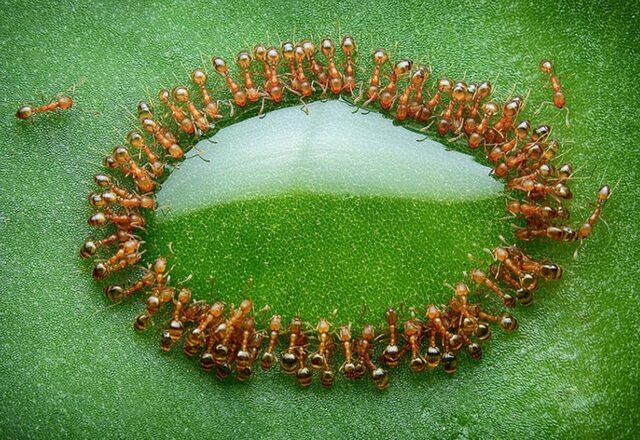 10 интересных фактов о жизни муравьиной колонии 10 интересных фактов о жизни муравьиной колонии