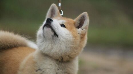 akita-inu-sobaka-87e1006.jpg