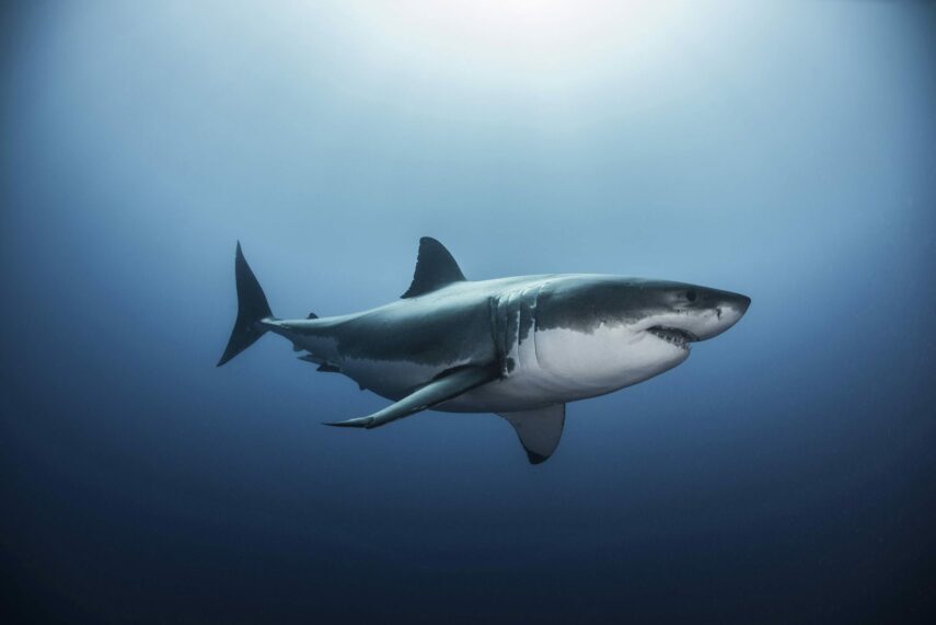 akuly-chernogo-morja-fc68ece-njxwjy.jpg