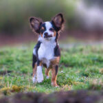 Миниатюра к 