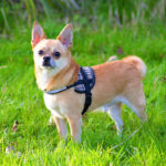 Миниатюра к 