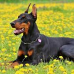 doberman-sobaka-b7ad5aa.jpg