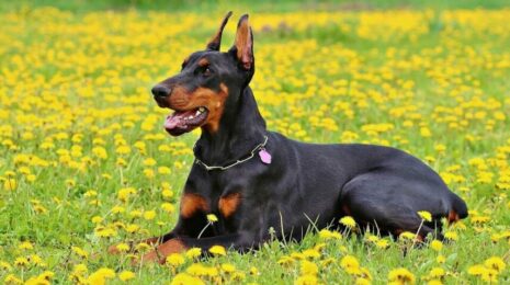 doberman-sobaka-b7ad5aa.jpg