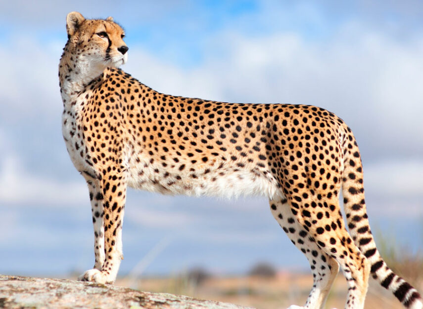 gepard-396ad17.jpg