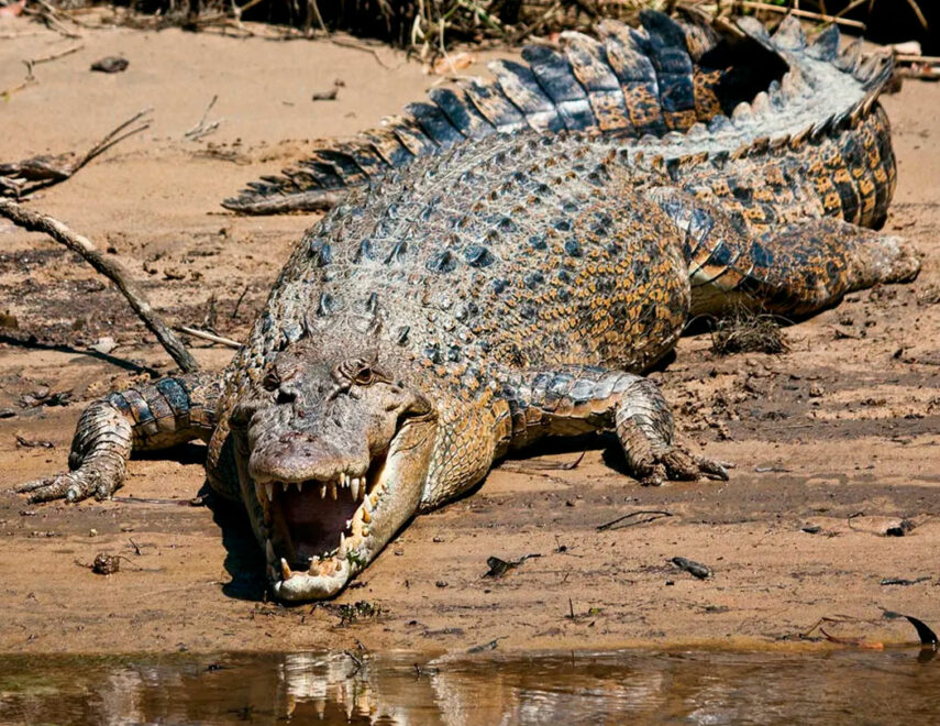 grebnistyj-krokodil-14d88d7.jpg