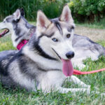 Миниатюра к 