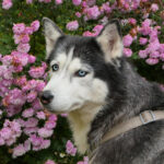 Миниатюра к 