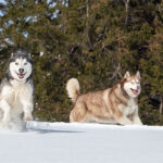 Миниатюра к 