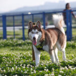 Миниатюра к 