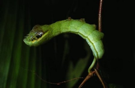 Hemeroplanes Triptolemus: жуткая змея, которая на самом деле является безвредной гусеницей (4 фото + видео)