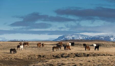islandskie-loshadi-krasivye-zhivotnye-privykshie-k-surovomu-klimatu-15-foto-25df060-axjyth.jpg