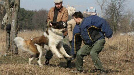Как научить собаку команде “фас”?