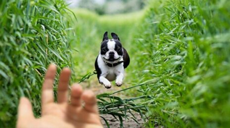 Как научить собаку команде "ко мне"?