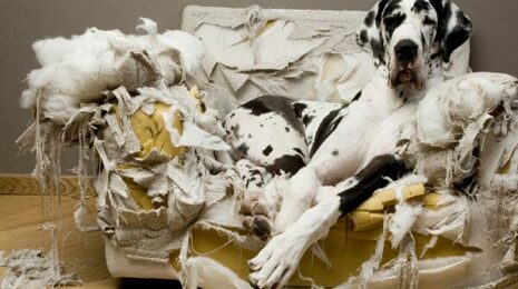 Как отучить собаку грызть вещи?