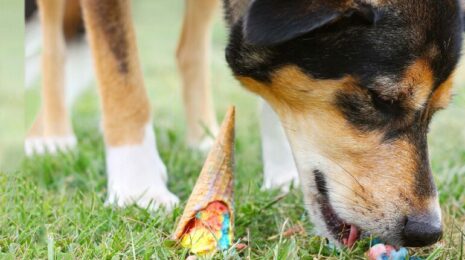 Как отучить собаку подбирать на улице?