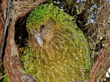 Какапо: добродушный попугай, похожий на сову (9 фото) Какапо: добродушный попугай, похожий на сову (9 фото)