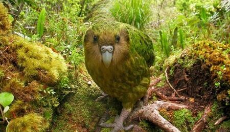 kakapo-dobrodushnyj-popugaj-pohozhij-na-sovu-9-foto-723db25.jpg