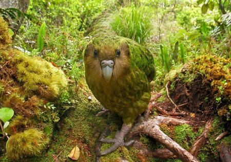 kakapo-dobrodushnyj-popugaj-pohozhij-na-sovu-9-foto-723db25.jpg