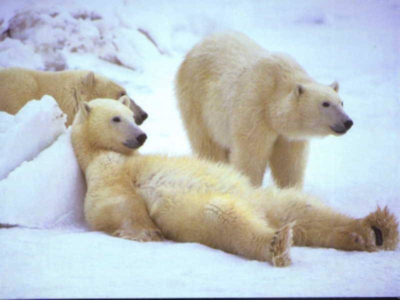 kakie-zhivotnye-zhivut-v-arktike-spisok-opisanie-foto-i-video-1fc1a7e.jpg