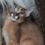 Миниатюра к