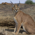 Миниатюра к