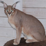 Миниатюра к