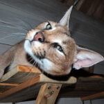 Миниатюра к