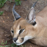 Миниатюра к