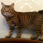 Миниатюра к