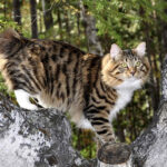 Миниатюра к