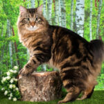 Миниатюра к