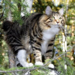 Миниатюра к