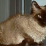 Миниатюра к