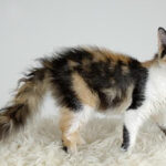 Миниатюра к