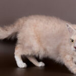 Миниатюра к