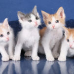 Миниатюра к