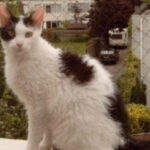 Миниатюра к