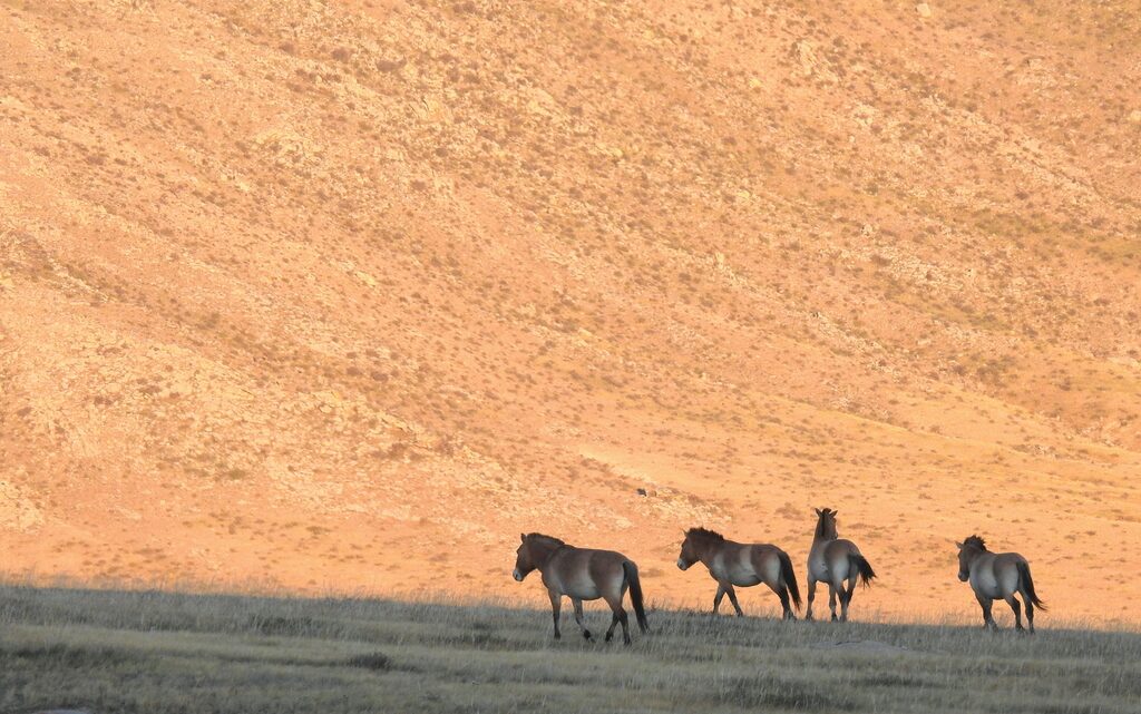 Лошадь Пржевальского